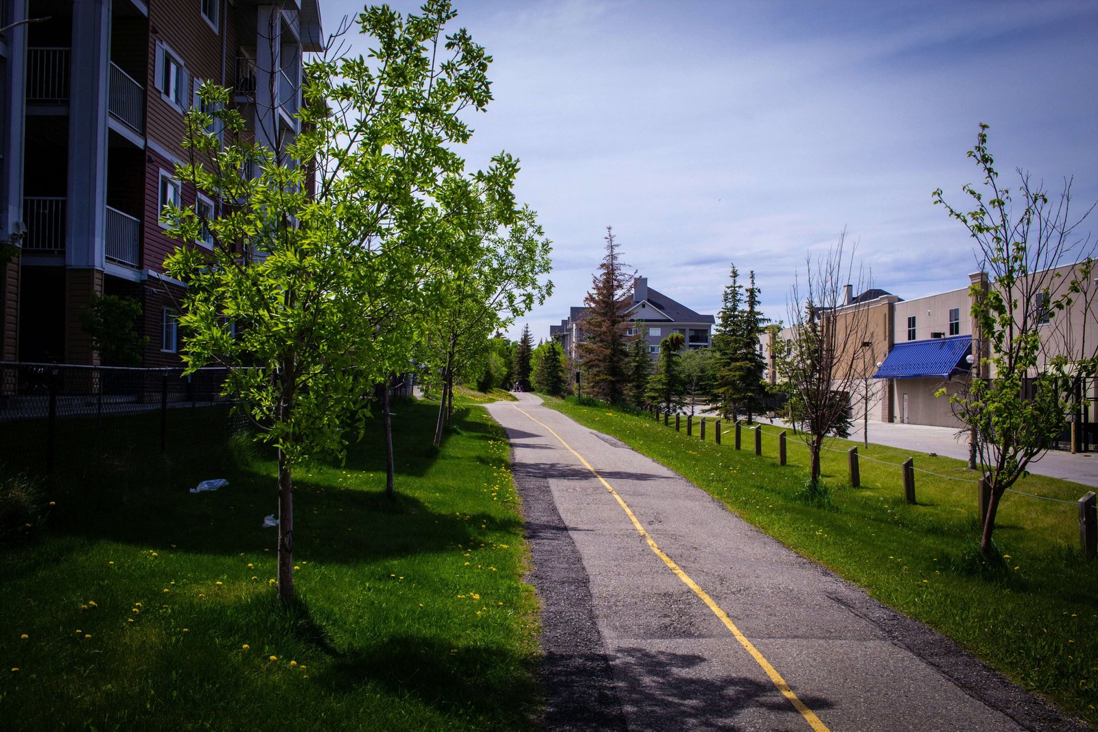 Urban tree canopy city street